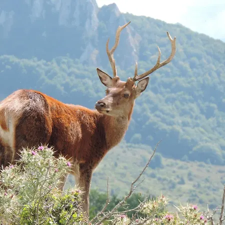 阿尔贝尔格德索乐酒店 罗卡拉索